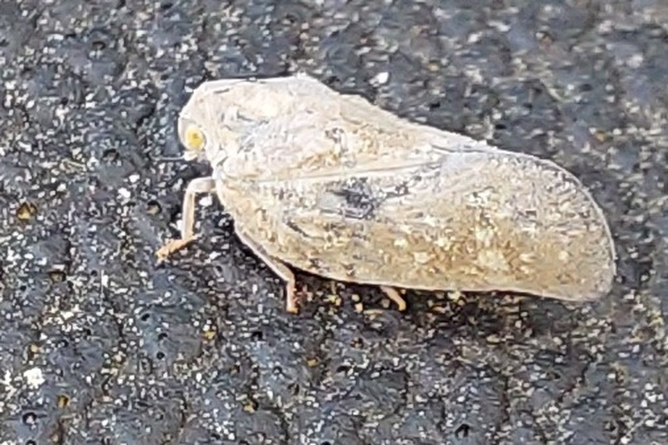 Metcalfa pruinosa - amerikai lepkekabóca