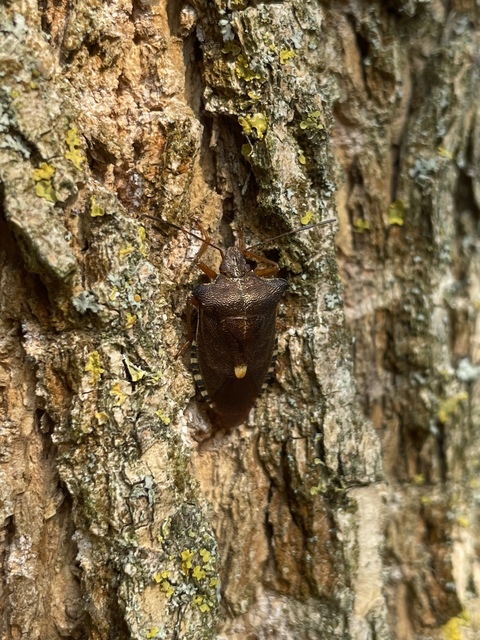 Pentatoma rufipes - vöröslábú címerespoloska Pentatoma rufipes - vöröslábú címerespoloska