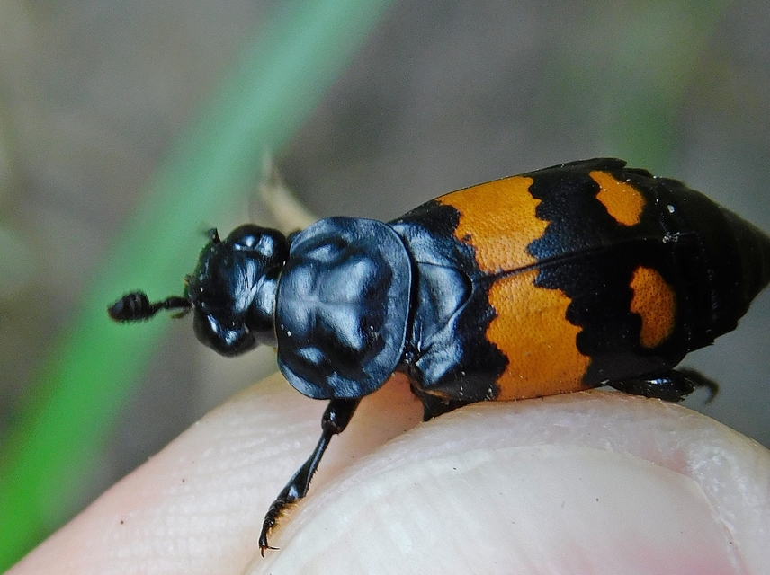 Nicrophorus vespilloides - feketecsápú temetőbogár