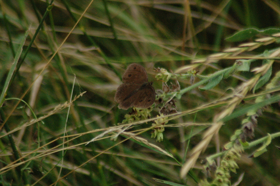 Minois dryas - fekete szemeslepke
