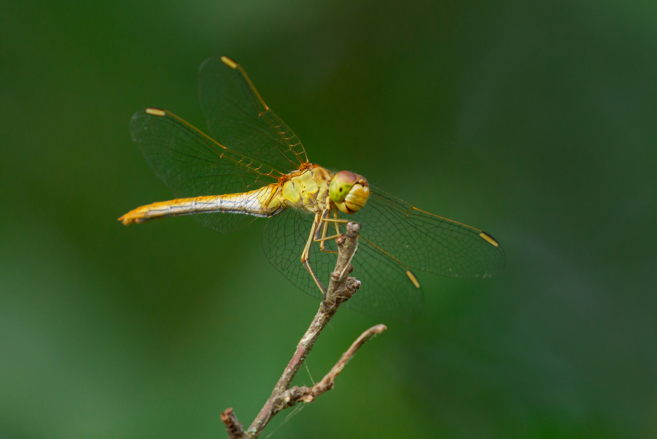 Sympetrum meridionale - fakó katona-szitakötő