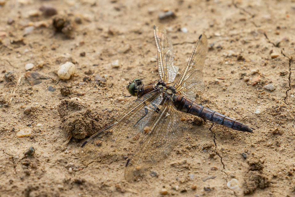 Orthetrum cancellatum - feketefarkú pásztorszitakötő