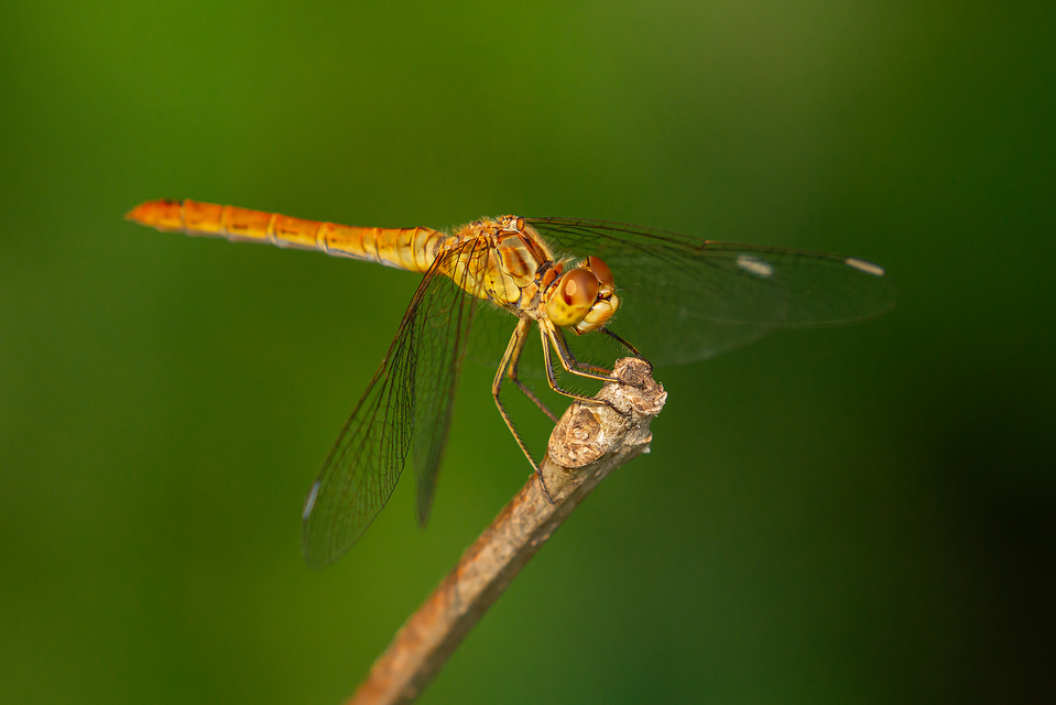 Sympetrum meridionale - fakó katona-szitakötő