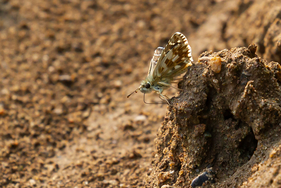 Pyrgus armoricanus - feles busalepke