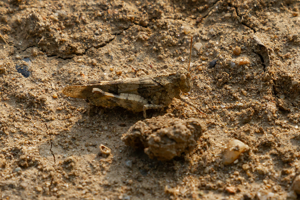 Oedipoda caerulescens - kékszárnyú sáska
