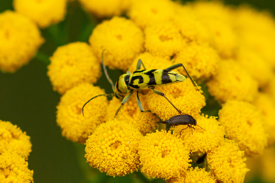 Chlorophorus varius - díszes darázscincér