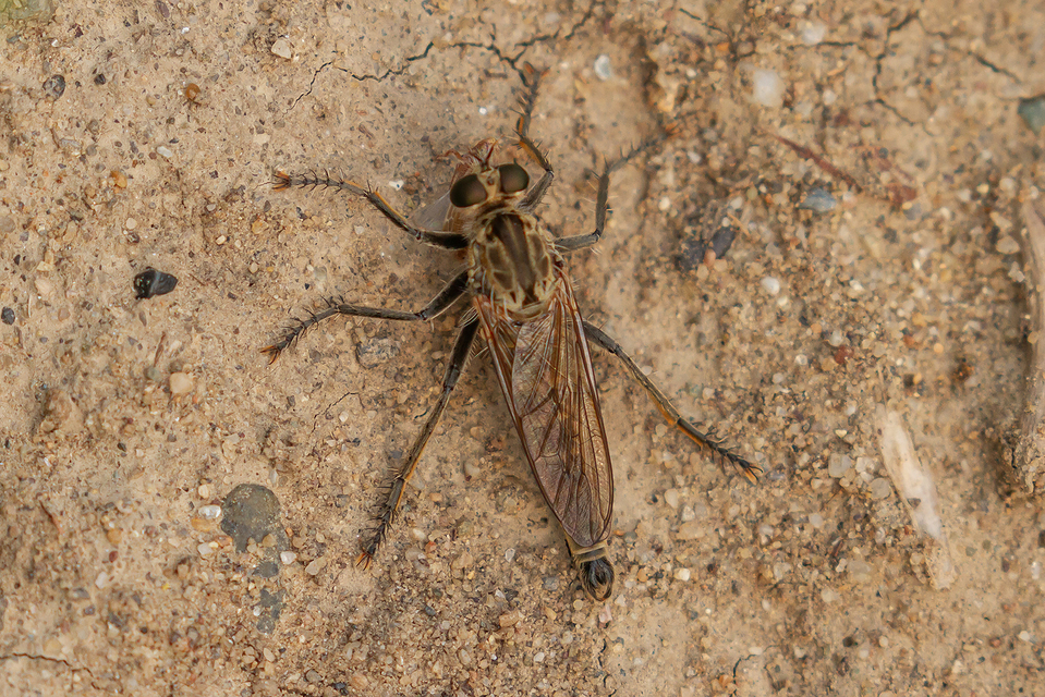 Philonicus albiceps