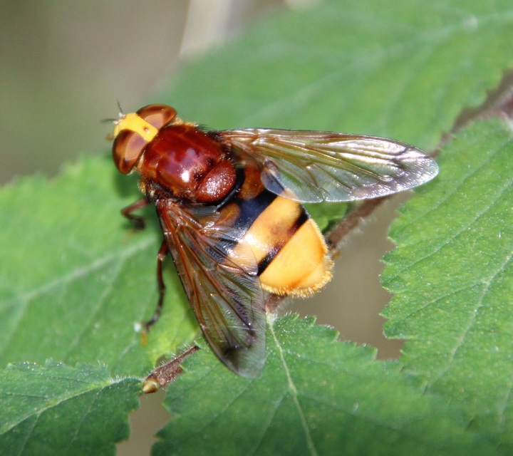 Volucella zonaria - kétöves pihelégy Volucella zonaria - kétöves pihelégy