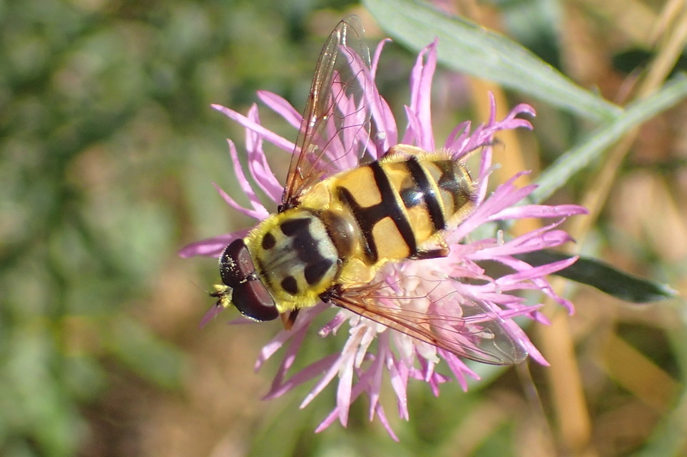 Myathropa florea - halálfejes odúlégy