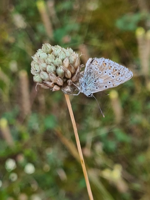 Polyommatus coridon - ezüstkék boglárka