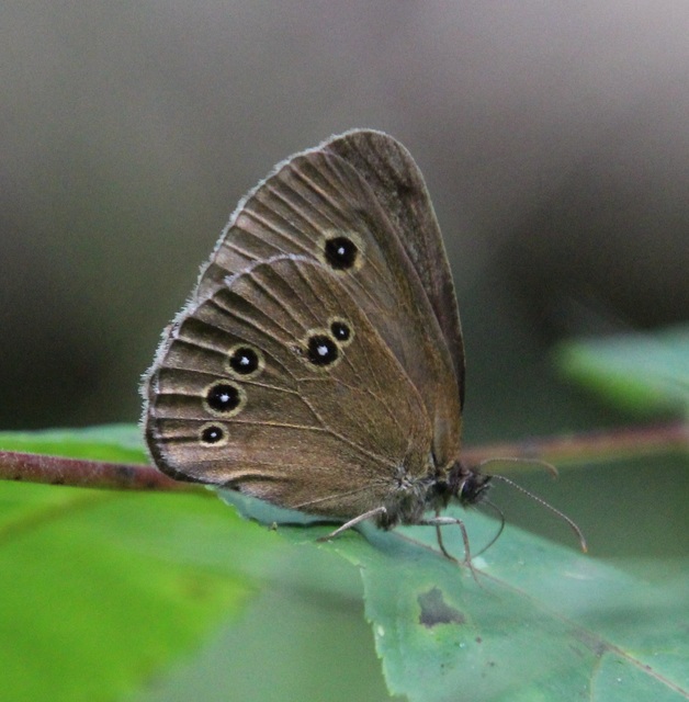 Aphantopus hyperanthus - közönséges ökörszemlepke