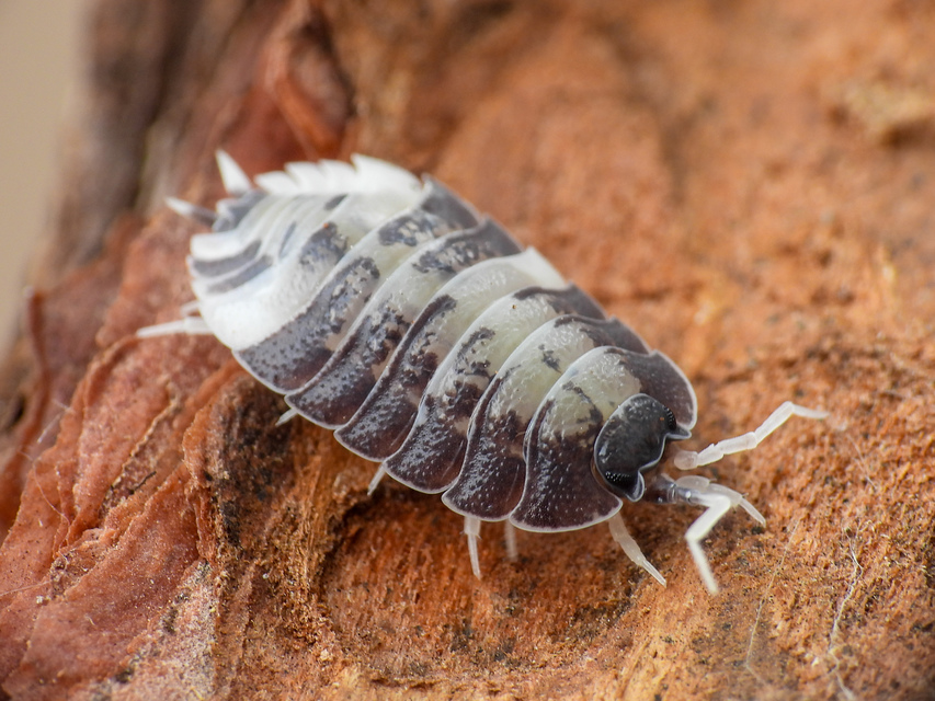 Trachelipus