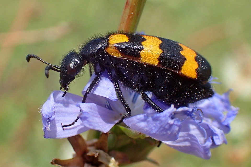 Mylabris variabilis - szalagos hólyaghúzó