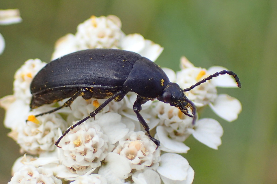 Podonta nigrita - szerecsenbogár