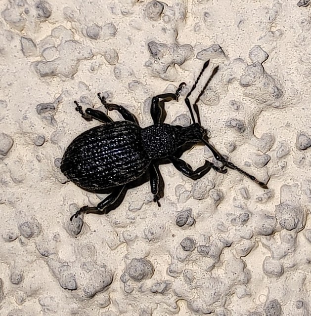 Otiorhynchus sulcatus - szálkás gyalogormányos