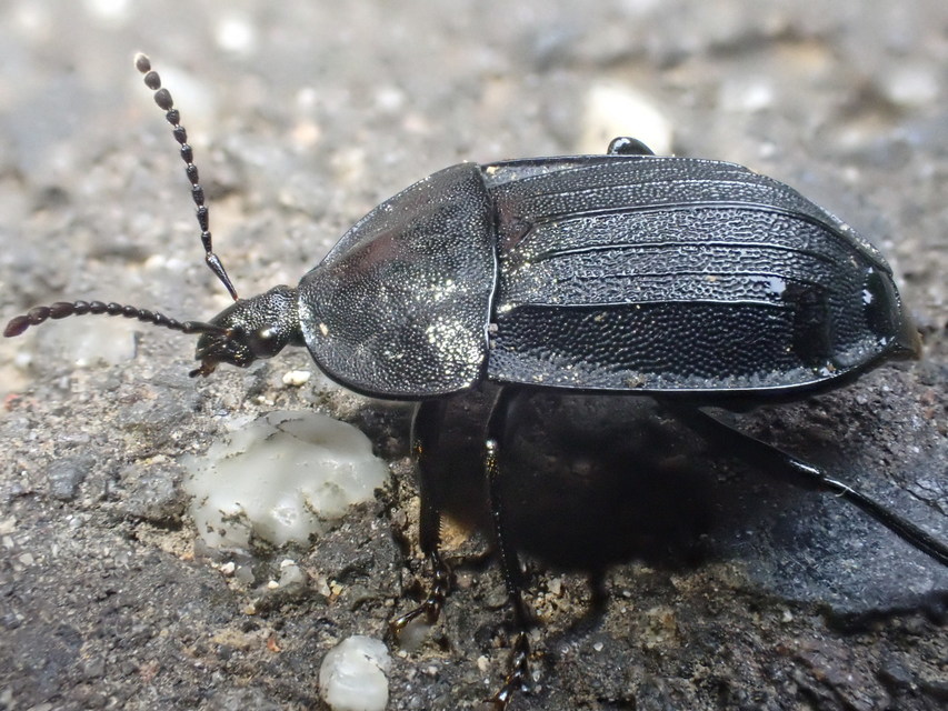 Phosphuga atrata - bordás csigarabló