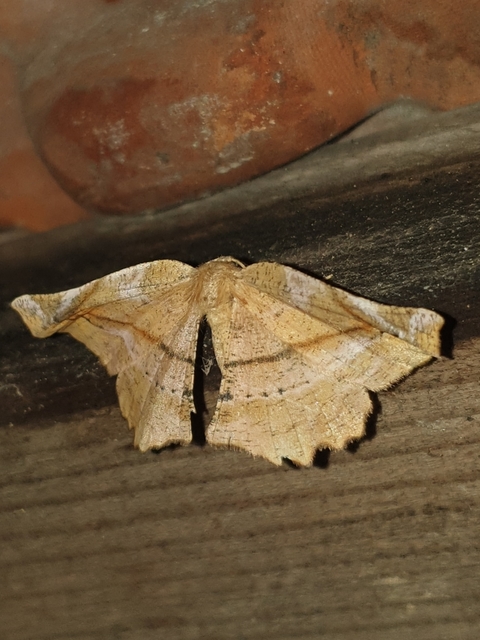 Apeira syringaria - orgona-araszoló