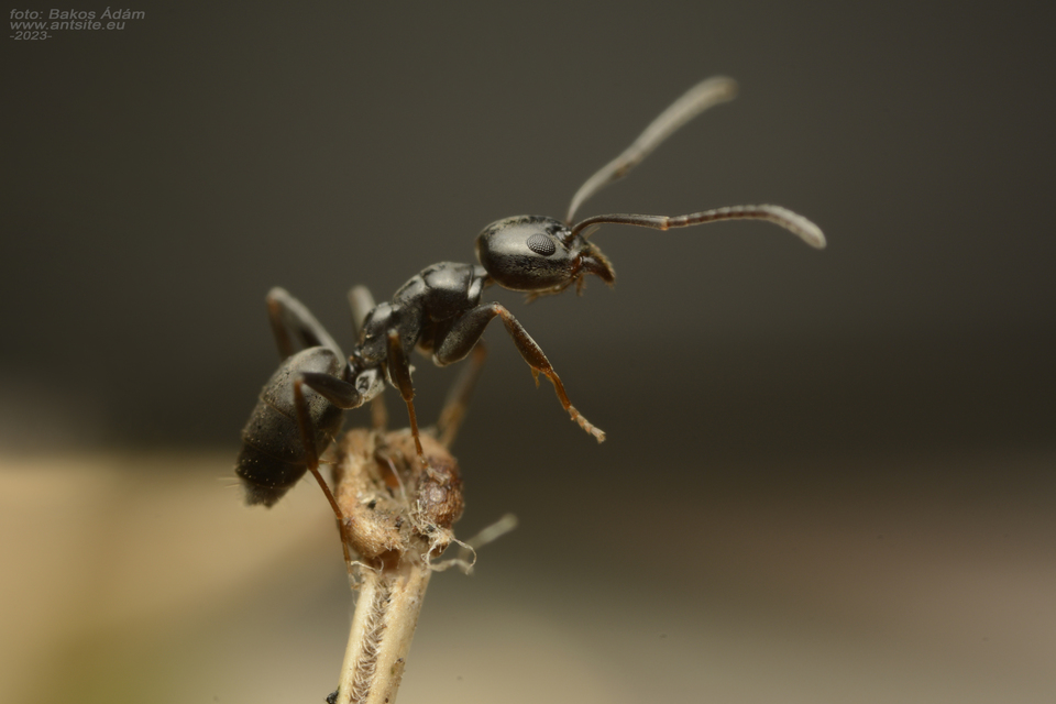 Tapinoma subboreale - ligeti kóborhangya