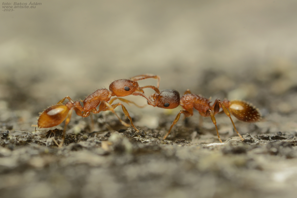 Temnothorax affinis - erdei kéreghangya