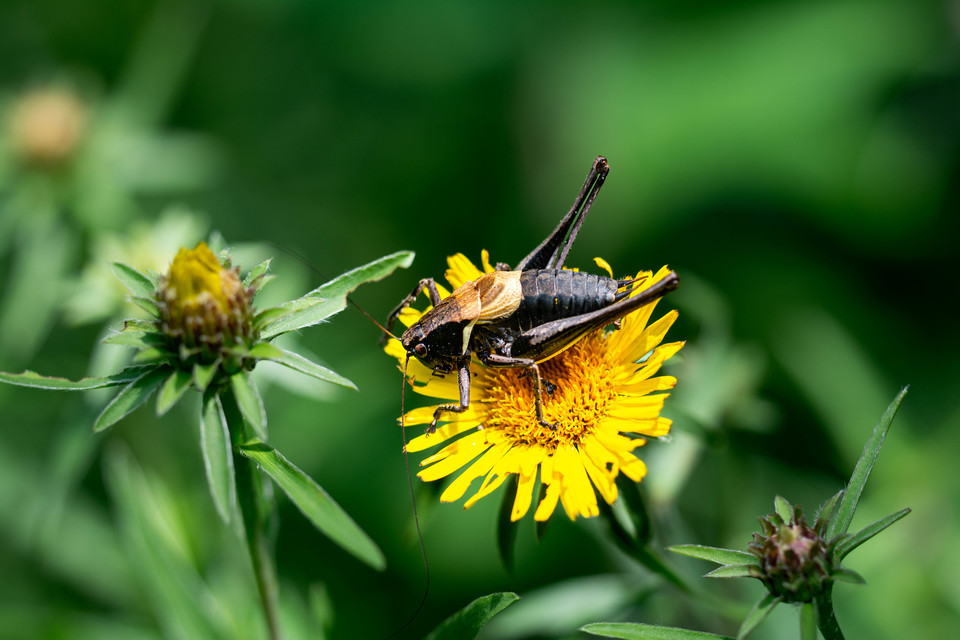 Pholidoptera aptera - nagy avarszöcske