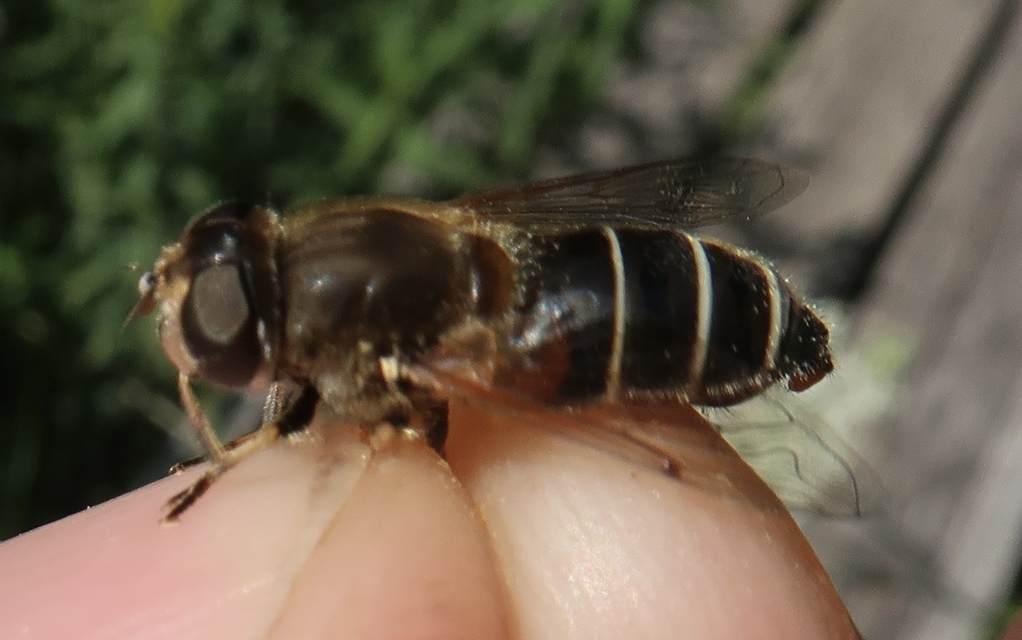 Eristalis