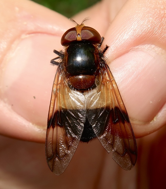 Volucella pellucens - üvegpotrohú pihelégy