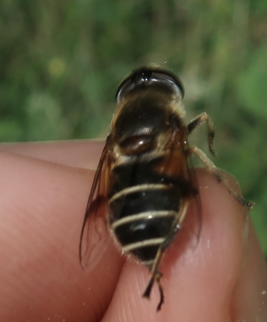 Eristalis