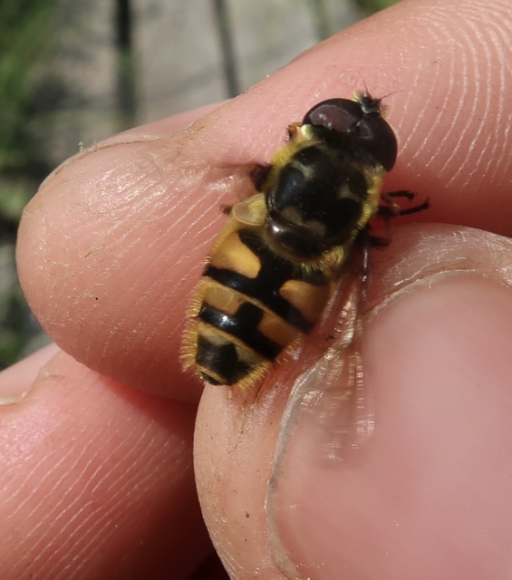 Myathropa florea - halálfejes odúlégy