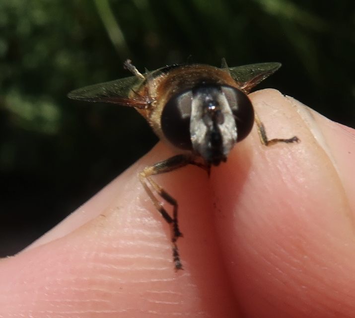 Eristalis alpina - alpesi herelégy