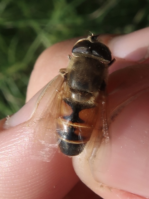 Eristalis tenax - közönséges herelégy