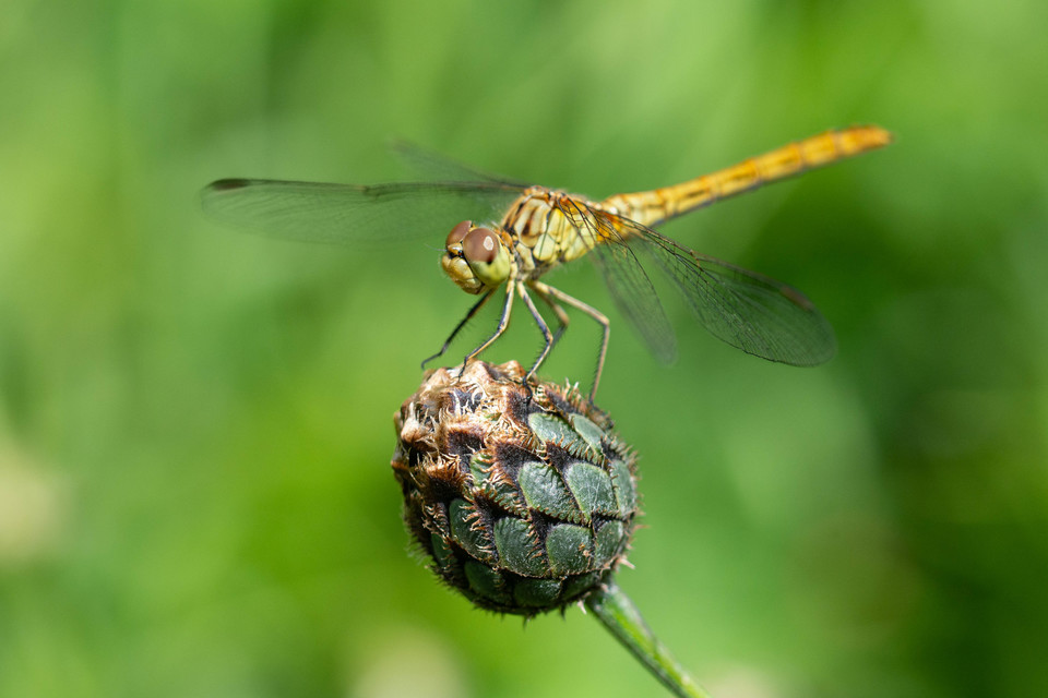 Sympetrum meridionale - fakó katona-szitakötő