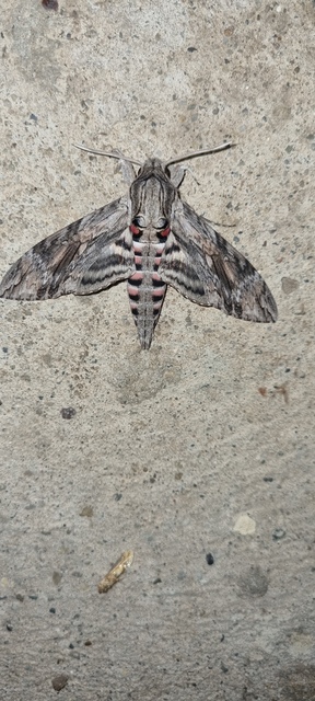 Agrius convolvuli - szulákszender
