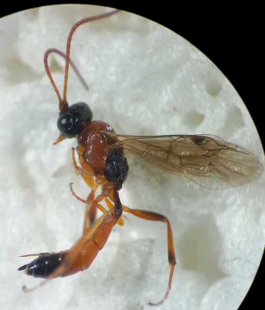 Diadromus collaris