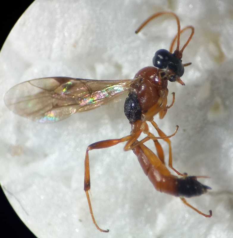 Diadromus collaris