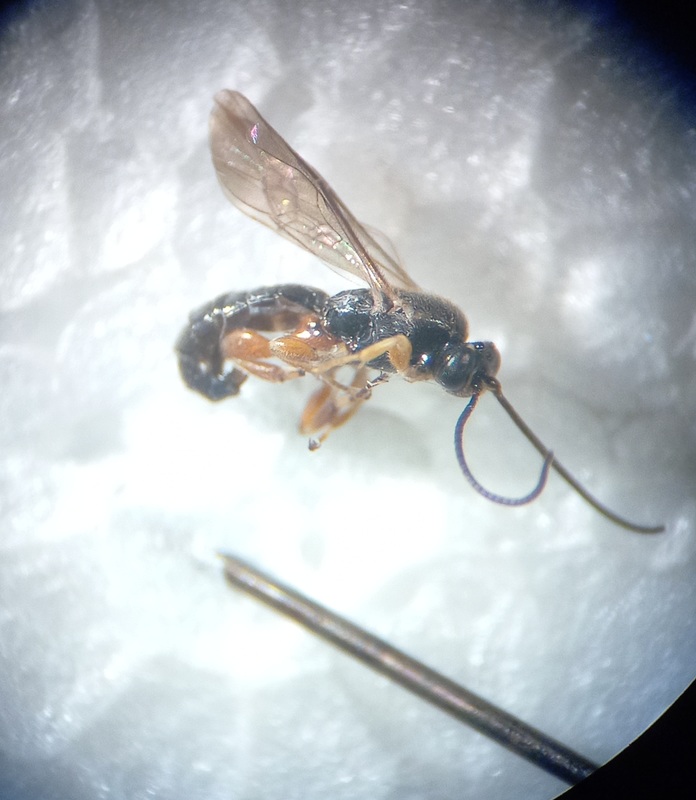 Exochus