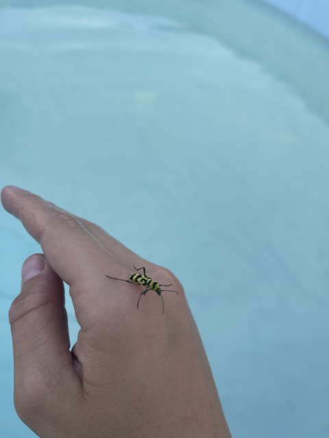 Chlorophorus varius - díszes darázscincér