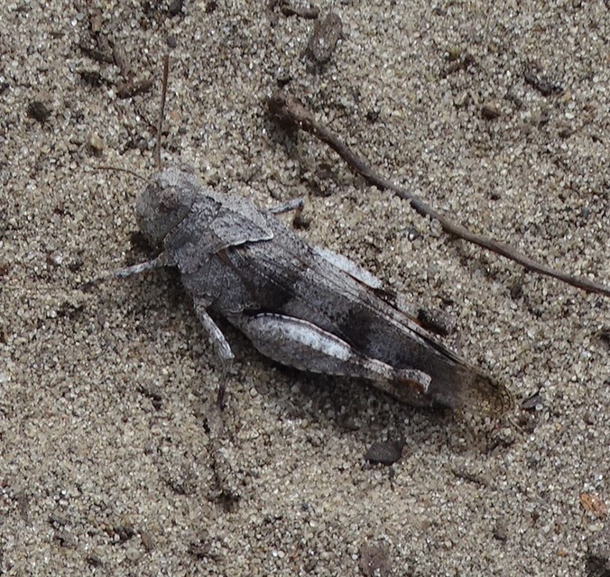 Oedipoda caerulescens - kékszárnyú sáska
