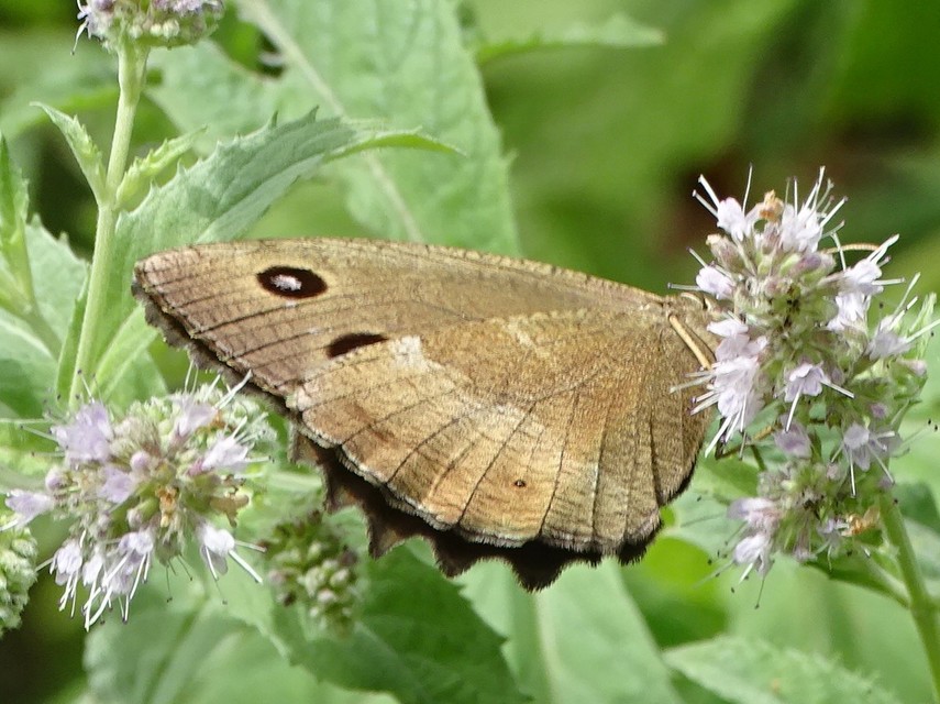 Minois dryas - fekete szemeslepke