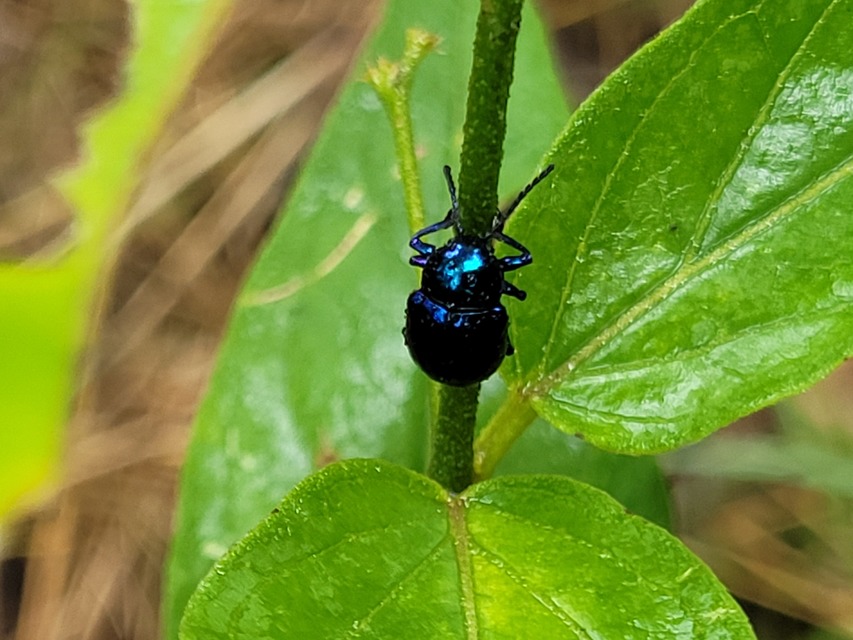 Chrysochus asclepiadeus - tündöklő méreggyiloklevelész