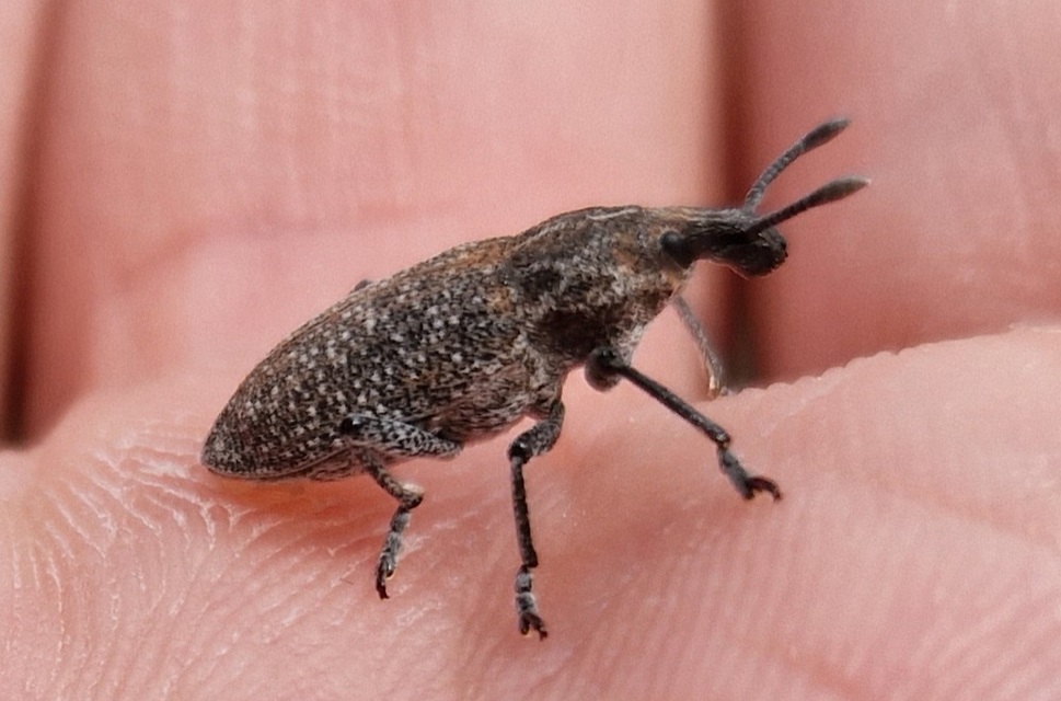 Rhabdorrhynchus echii - kígyósziszbarkó