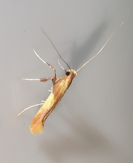 kerekfoltú keskenymoly - Caloptilia robustella