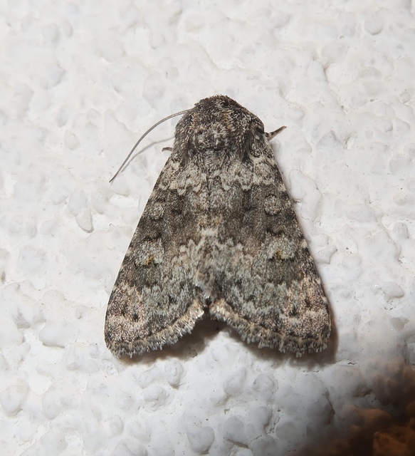 Hecatera dysodea - parajbagoly