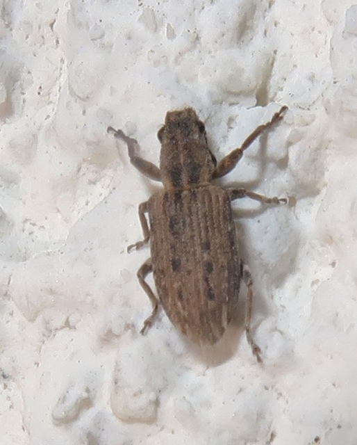 Sitona callosus - szempillás csipkézőbogár