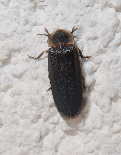Lampyris noctiluca - nagy szentjánosbogár