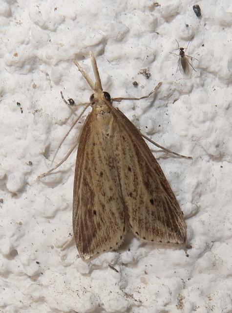 Schoenobius gigantella - óriás nádfúrómoly