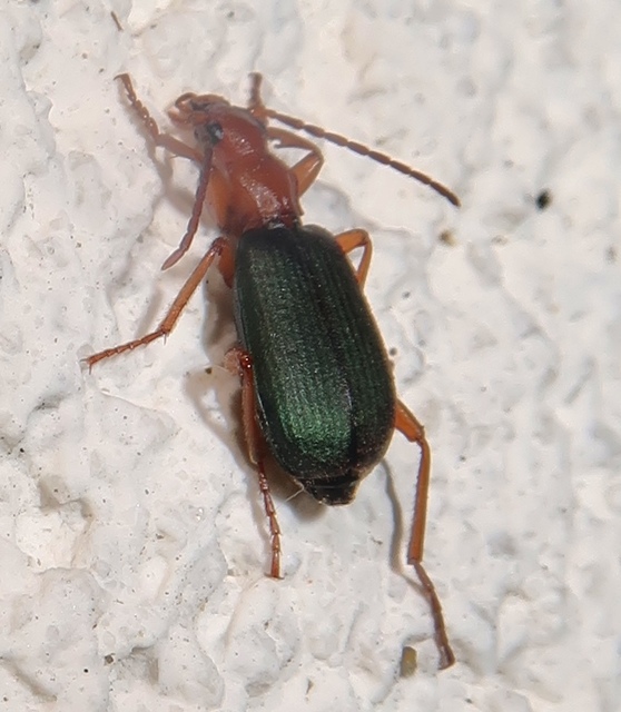 Brachinus crepitans - nagy pöfögőfutrinka
