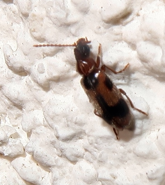 Notoxus monoceros - sárgahasú nyakszarvúbogár