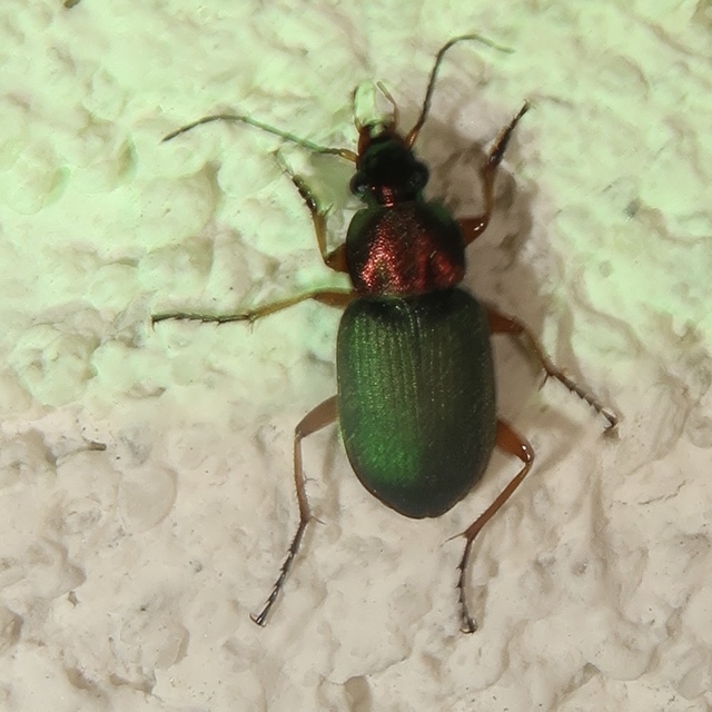 Chlaenius nigricornis - sötétcsápú bűzfutó