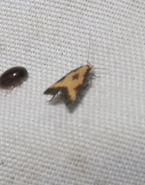 citromkocsord-lápimoly - Brachmia dimidiella