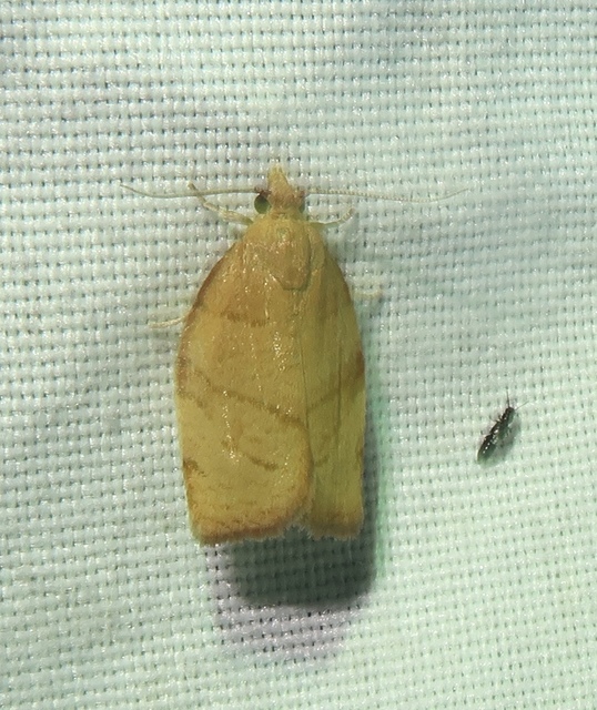 sárga sodrómoly - Pandemis corylana